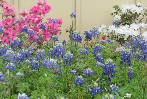 Azaleas