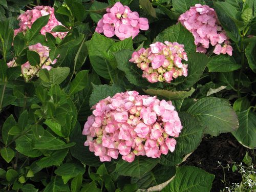 Houston Azalea Trail Hydrangea