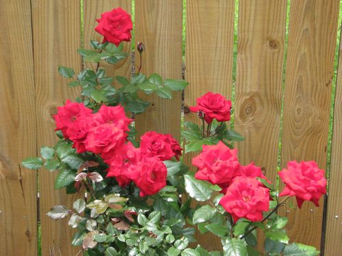 Real Red Rosebush