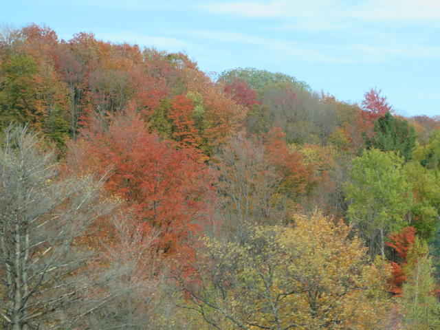 Fall trees in Michigan