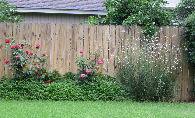 Backyard Fence and Flowers
