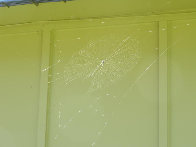 Garage Spider Web