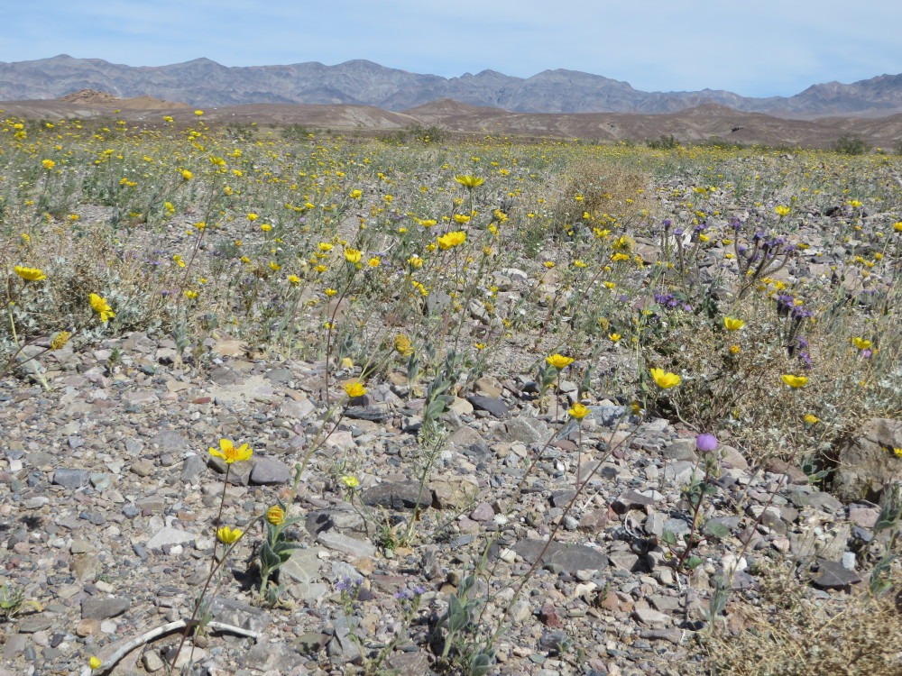 Death Valley National Park Spring Wildflowers