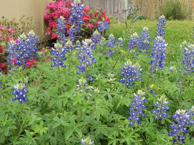 Texas Bluebonnets