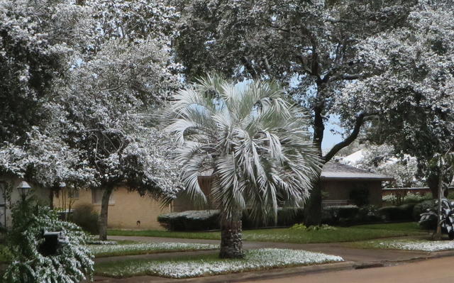 Snow on a Palm Tree