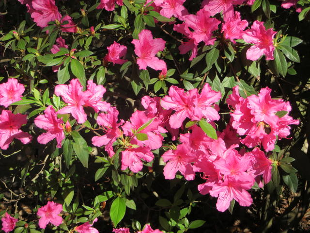 Azalea Bush in Yard