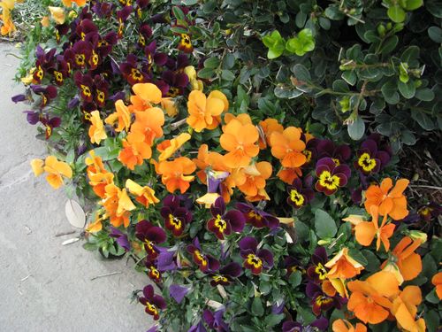 Houston Azalea Trail