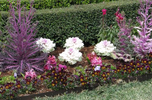 Houston Azalea Trail