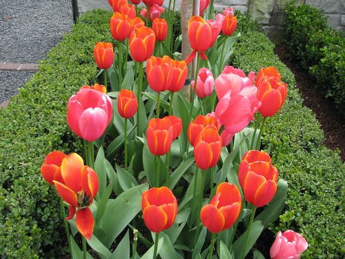 Houston Azalea Trail Tulips