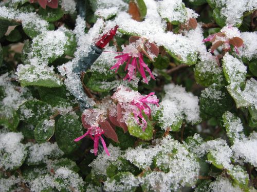 Snow in Houston on bushes