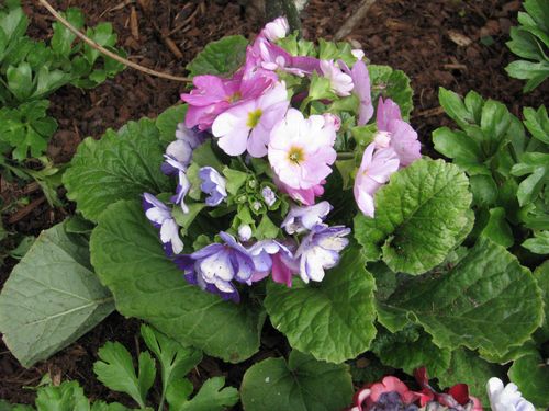 Houston Azalea Trail