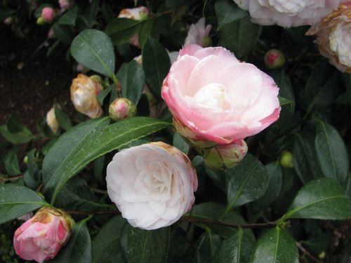 Houston Azalea Trail