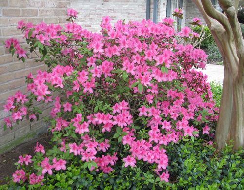Azaleas