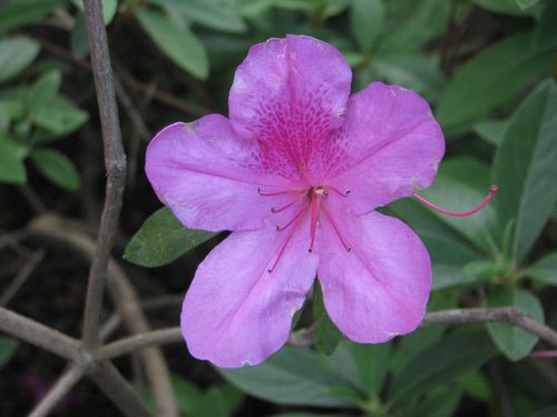Purple Azalea
