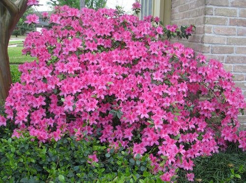 Neighbor's view of Azalea Bush