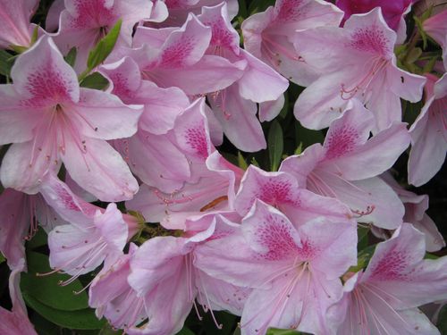 Pink Azaleas