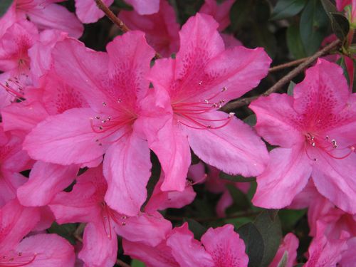 Azaleas