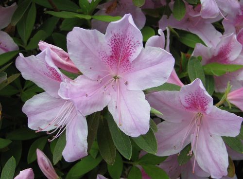 Pink Azaleas
