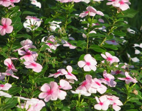 Pink Periwinkles