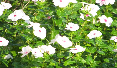 White Periwinkles