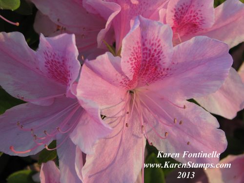 Pink Azalea closeup