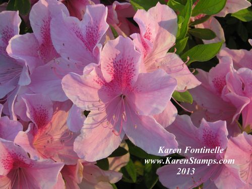 Pink Azaleas