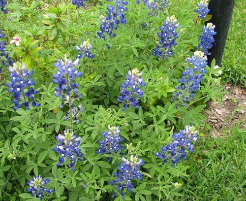 Bluebonnets
