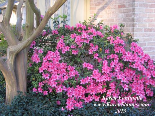 Dark Pink Azalea Bush