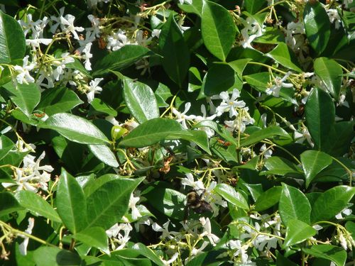Star Jasmine and Bee